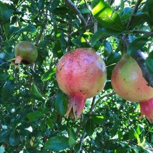 AHC20416 Certificate II in Horticulture - V.E.T. Centre Qld - Vocational Education & Training