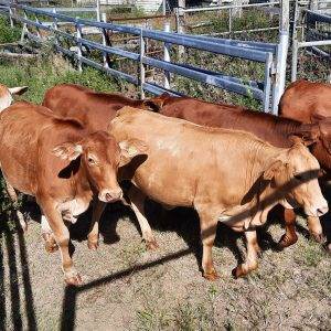 Certificate III in Agriculture - AHC30122