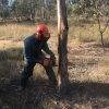 AHCPCM205 Fell small trees (Chainsaw Level 2) - V.E.T. Centre Qld - Vocational Education & Training