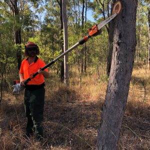 Trim trees using a pole saw - FWPCOT3301