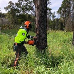 Fell trees manually (intermediate) (Chainsaw Level 3) - FWPCOT3350